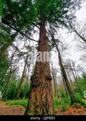 A vertical low angle of tall redwood trees reaching the sky Stock Photo ...