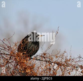 A closeup of a beautiful black Common Starling bird sitting on a tree branch Stock Photo