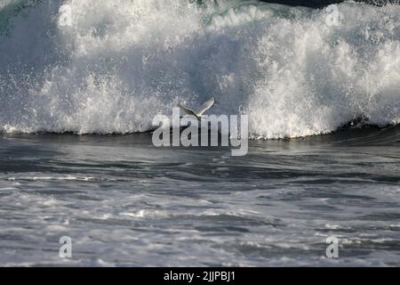 A lonely seabird flying over sea waves. Stock Photo