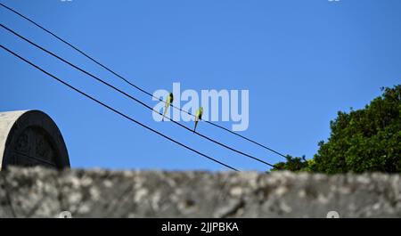 A low angle shot of two rose-ringed parakeets perched on an electric wire against blue sky in bright sunlight Stock Photo