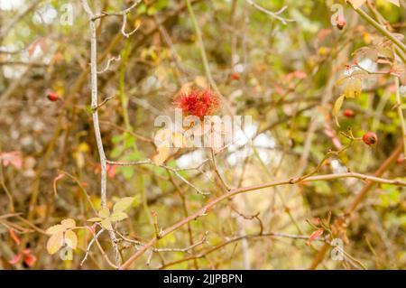 Diplolepis Rosae Gall on a wild rose bush (Rosa Canina) in the forest in autumn. Spain. Known as Robin's Pincushion Gall or Gall Bedeguar Pincushion. Stock Photo