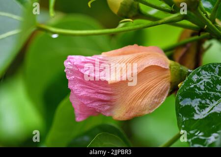 A close-up shot of a hibiscus tiliaceus flower blooming in the garden on a blurred green background Stock Photo