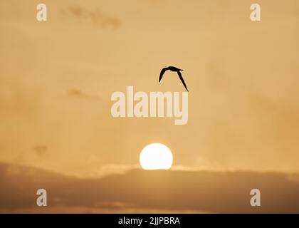 A silhouette view of a bird flying on golden sky at sunset Stock Photo