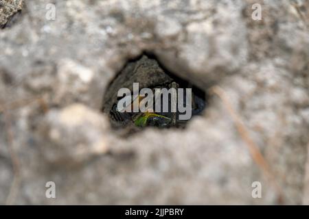 A depth focus shot of a crab hiding in a sand hole at the beach Stock Photo