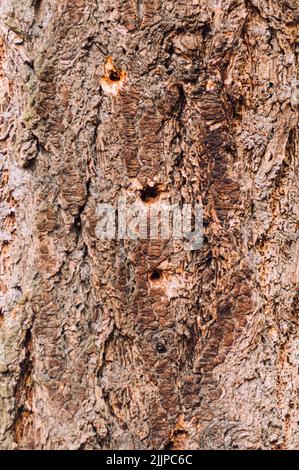 A vertical closeup of traces of a woodpecker, holes in the bark of a tree Stock Photo