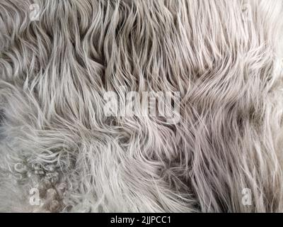 A closeup shot of a grey wool texture Stock Photo