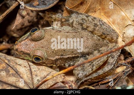 Top view of a Green Frog (Lithobates clamitans). Raleigh, North Carolina. Stock Photo