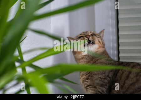 A cute, brown tabby cat eating green plant leaves Stock Photo