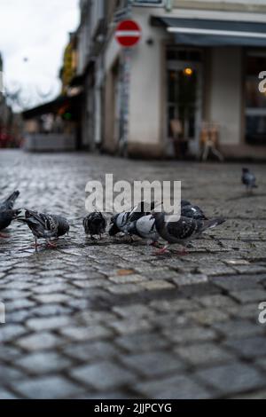A shallow focus shot of pigeons eating from the ground outdoors on a blurred background of the city Stock Photo