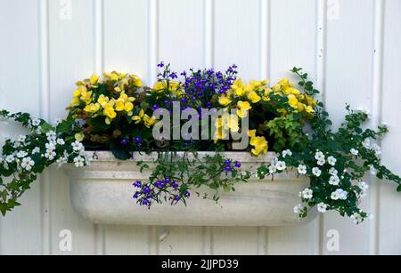 A small mother bird emerges from the nest she has created and hidden in the colorful flower pot along the St. Lawrence River in eastern Ontario. Stock Photo