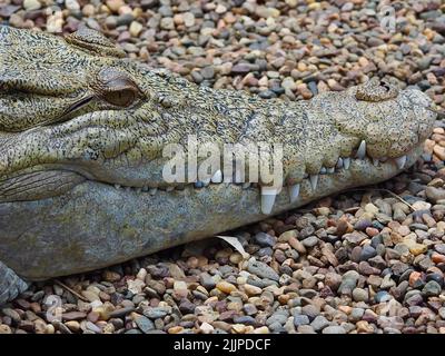 A closeup image of a Saltwater Crocodiles magnificent skin markings. Stock Photo
