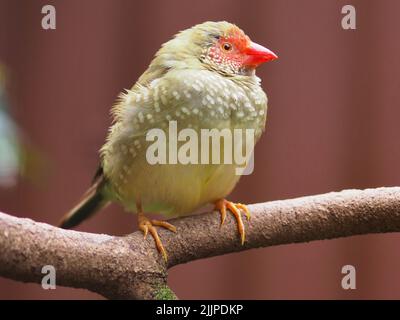 Vivacious cheery frisky male Star Finch with bright eyes and dazzling plumage. Stock Photo