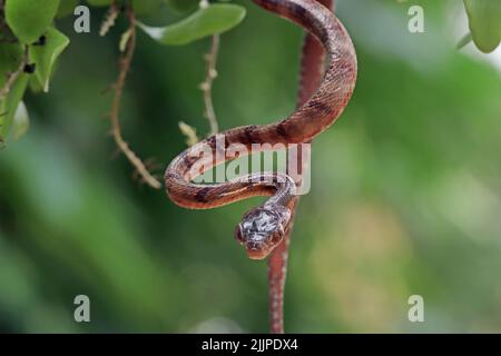 Close-Up of a many-spotted cat snake hanging upside down, Indonesia Stock Photo