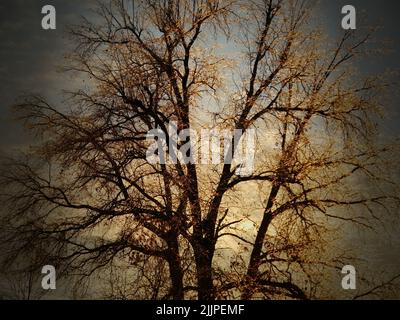 A Pin Oak trees barren of leaves in Missouri Stock Photo