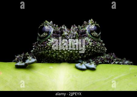 Close-Up of a Vietnamese mossy frog on a  leaf, Indonesia Stock Photo