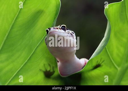 Close-Up of a leopard gecko on a leaf, Indonesia Stock Photo