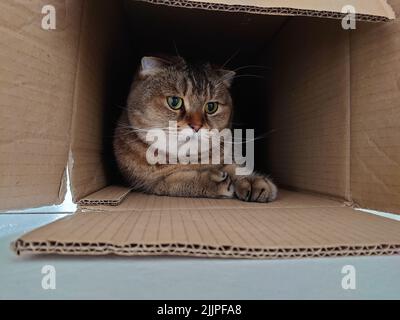 A cute British Shorthair cat in a box on the ground Stock Photo