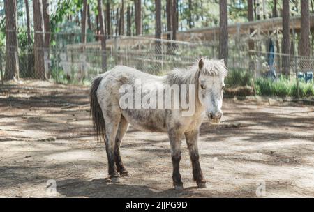 A beautiful shot of a white and gray pony standing in its enclosure at the zoo in bright sunlight Stock Photo