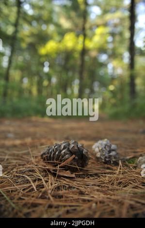 A shortleaf pinecone lying on the hiking trail in Missouri Stock Photo