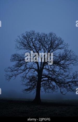 An oak tree in a field in winter dusk in Missouri Stock Photo