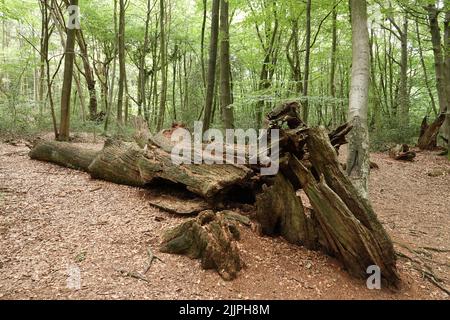A beautiful shot of a big old broken tree in a park in Hasbruch, Germany Stock Photo