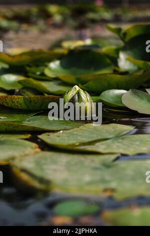 A shallow focus shot of a bud of a water lily and lily pads floating on water surface on a sunny day Stock Photo