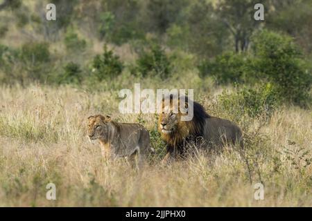 Male lion following female mate through long grass - Kruger Park Stock Photo
