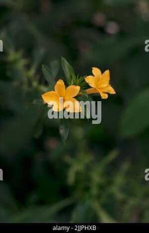 A vertical closeup of Barleria prionitis. Botanical Garden of Iasi, Romania. Stock Photo