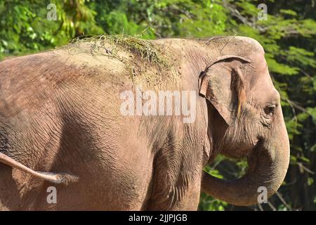 Asiatic elephant showing clearly his tiny ear, compared with the African species Stock Photo