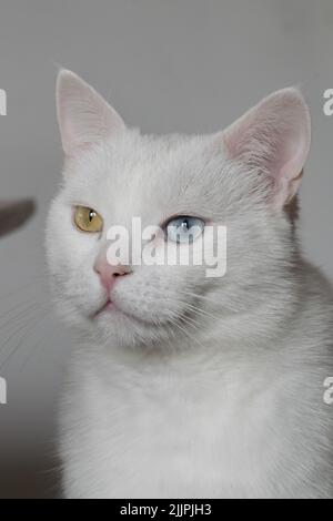 A vertical portrait of an odd-eyed Khao Manee cat on a white background Stock Photo