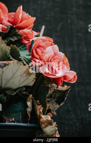 A vertical shot of a bunch of pink roses isolated on a blurred background Stock Photo