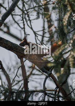 A Vertical Shot Of A Cute Squirrel In The Park On The Blurred 