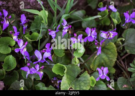 A closeup shot of wood violets blossoming in the forest in Lasi, Romania Stock Photo