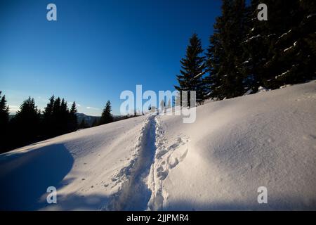 A beautiful pine forest and deep footprints in the snow Stock Photo