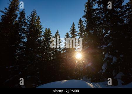 A the rays of the sun break through the pine forest Stock Photo