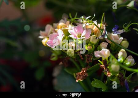 A close-up shot of a shepherd's purse flowers in the blurry background. Stock Photo