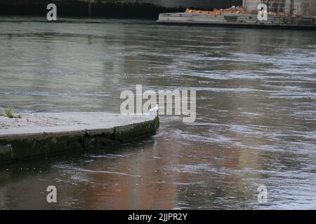 A distant view of a lonely seagull perched on a pillar of the stone bridge in Regensburg, Germany Stock Photo