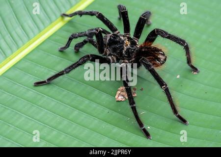 The Goliath birdeater tarantula (Theraphosa blondi) in the Peruvian Amazon is the world's largest spider Stock Photo
