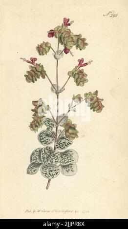 Dittany of Crete, Origanum dictamnus. Handcoloured copperplate engraving after a botanical illustration from William Curtis's Botanical Magazine, Stephen Couchman, London, 1795. Stock Photo