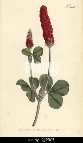 Crimson clover, Italian clover or crimson trefoil, Trifolium incarnatum ...