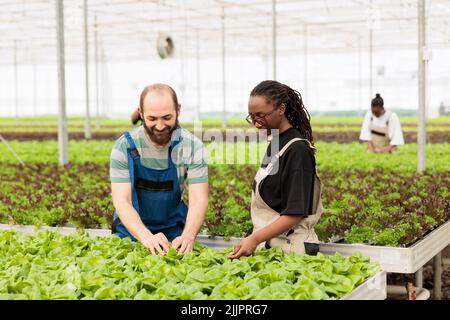 Diverse greenhouse workers looking and smiling while doing quality control checking plants development. Couple of farmers in hydroponic inspecting lettuce leaves satisfied with growth rate. Stock Photo