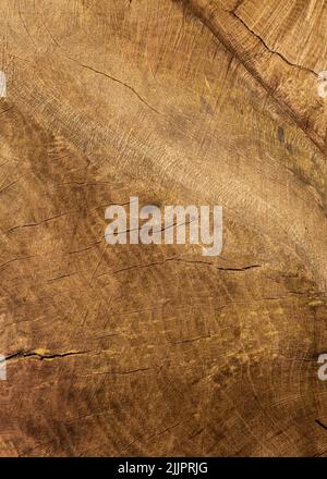 A brown wooden bark texture background -  real oak wood Stock Photo