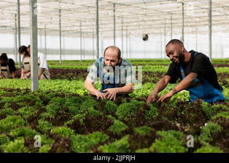 Diverse people working hard checking plants development and picking harvest for delivery to local market. Group of greenhouse workers cultivating different types of lettuce and microgreens. Stock Photo