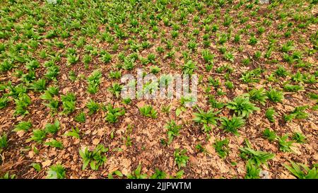 Field of young green wood garlic breaking through old leaves Stock Photo
