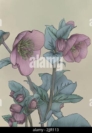 A closeup shot of digital painting of Anemone flowers in beige background Stock Photo
