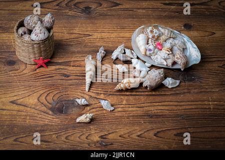 A closeup shot of different types of shells on a wooden background Stock Photo