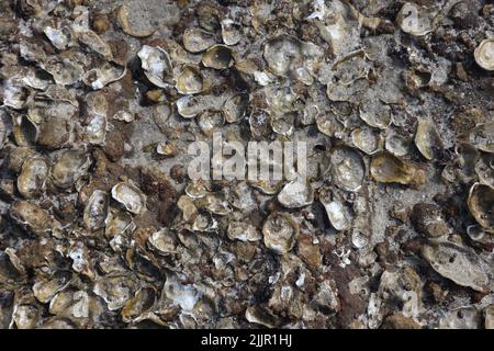 A closeup shot of sharp barnacles on a rock Stock Photo