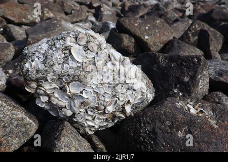 A closeup shot of barnacles on rocks at the seaside Stock Photo