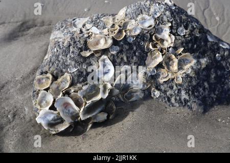 A closeup shot of barnacles on a rock on the beach Stock Photo