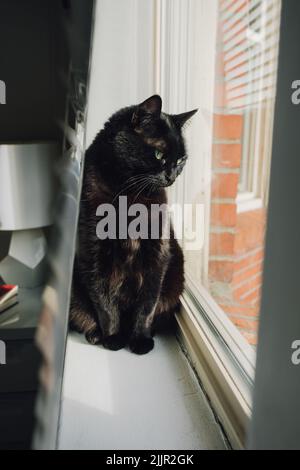 black cat behind blinds on window sill. neighborhood watch Stock Photo